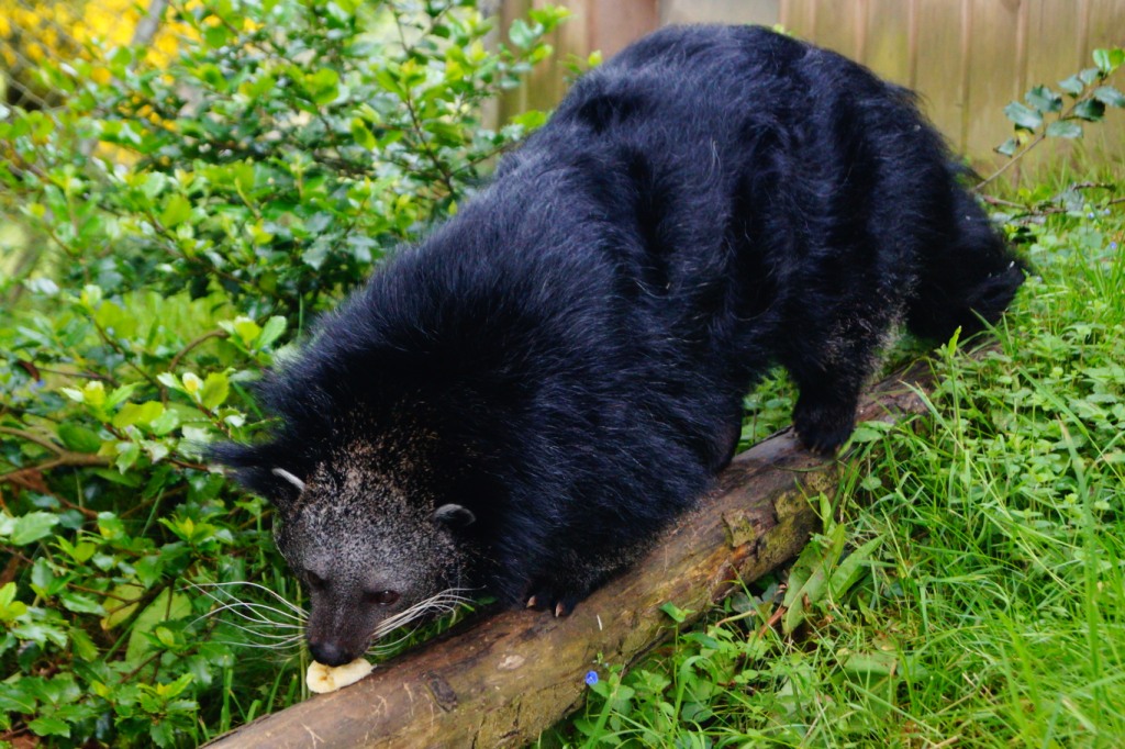 Le Binturong Zoo Parc De Tregomeur Proche St Brieuc En Bretagne