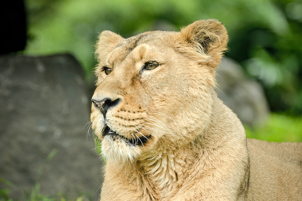 Le Lion D Asie Zoo Parc De Tregomeur Proche St Brieuc En Bretagne