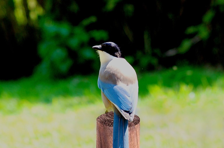 La Pie Bleue Zoo Parc De Tregomeur Proche St Brieuc En