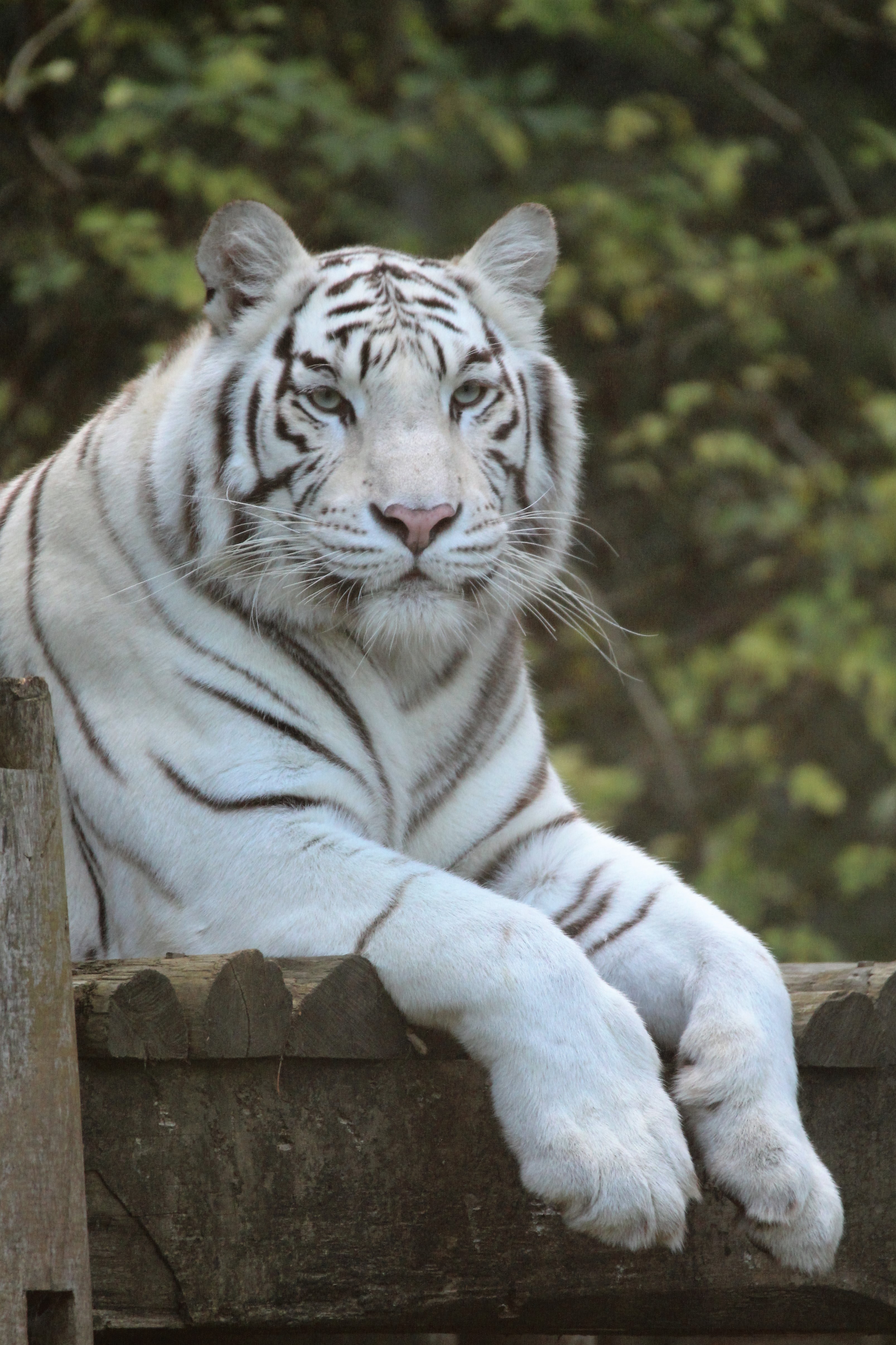 photo de tigre blanc - photos tigres blancs